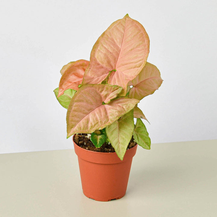 Syngonium &