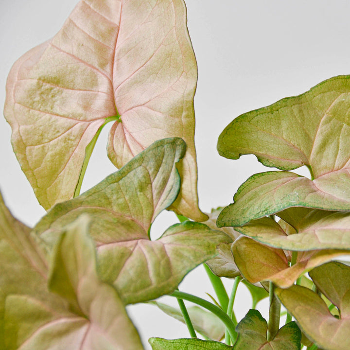 Syngonium &