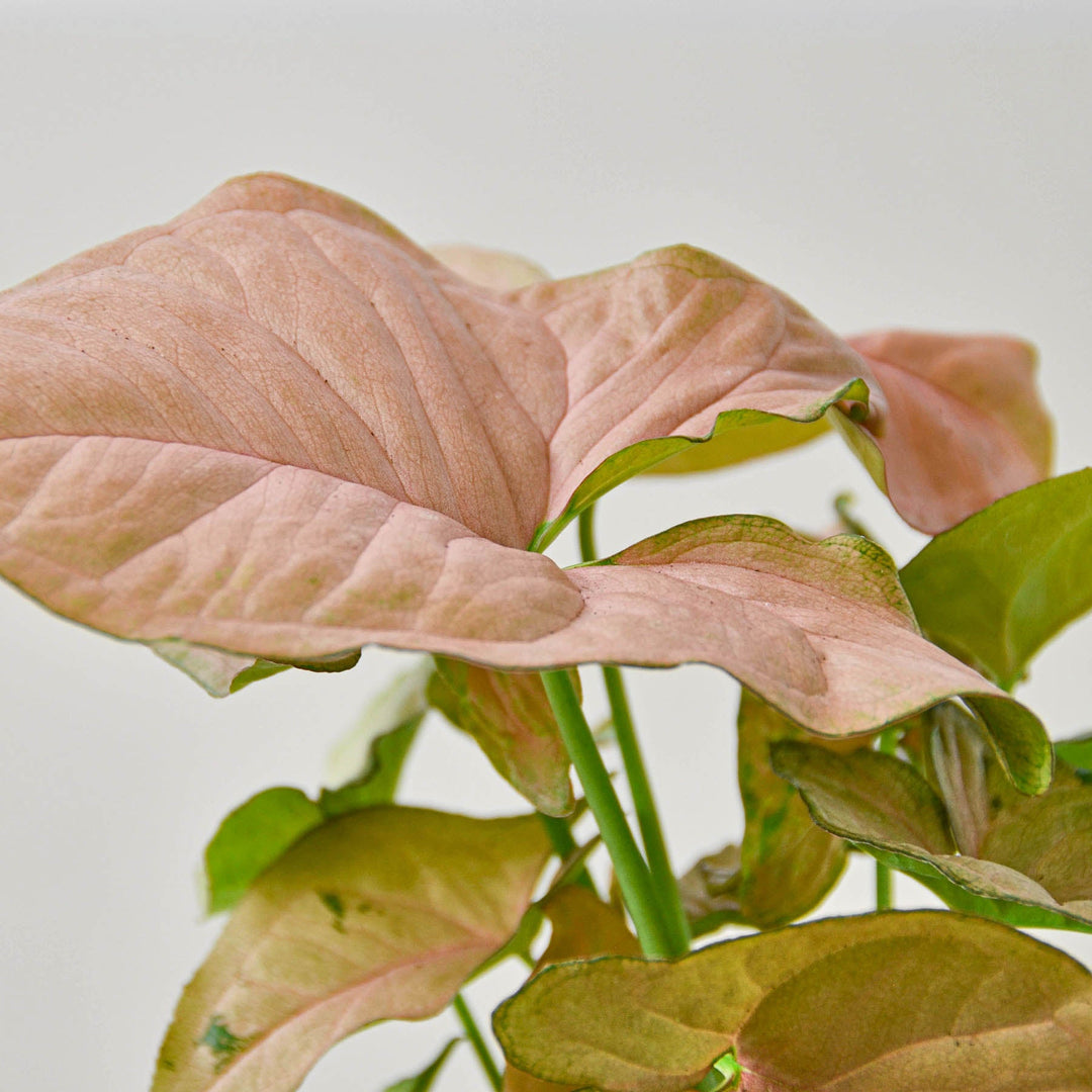 Syngonium &