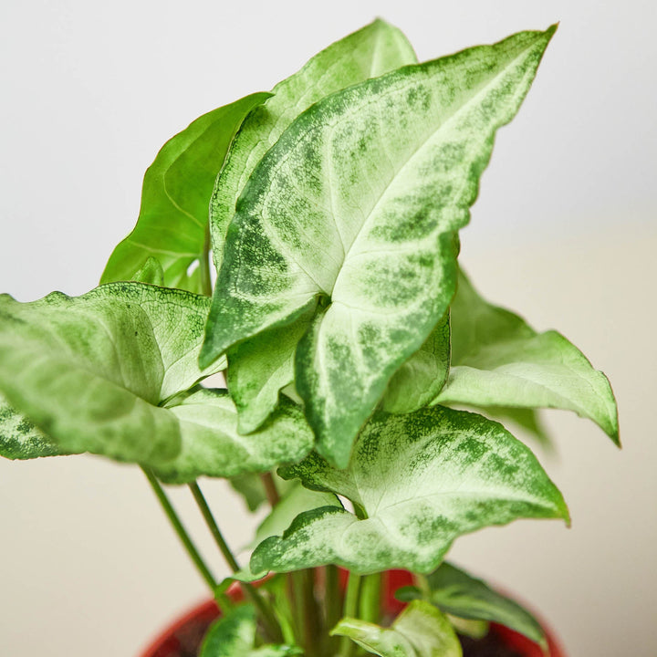 Syngonium &