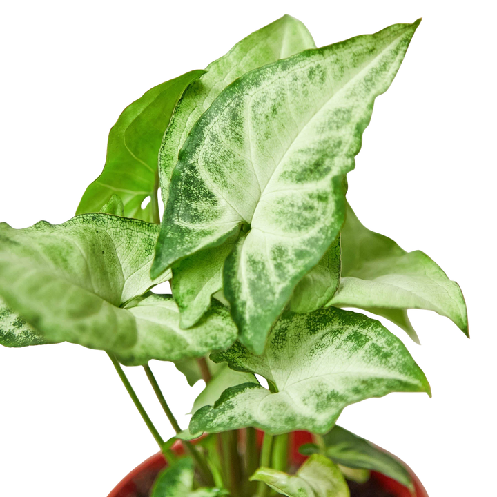 Syngonium &