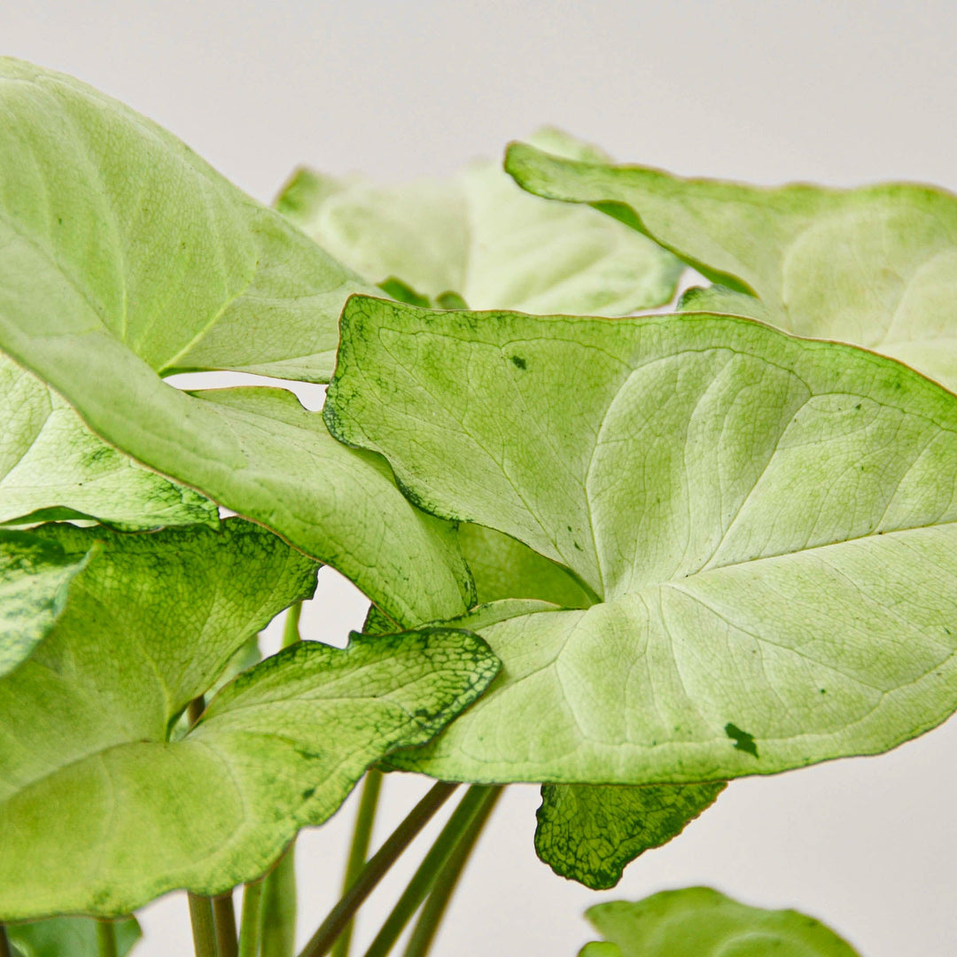 Syngonium &
