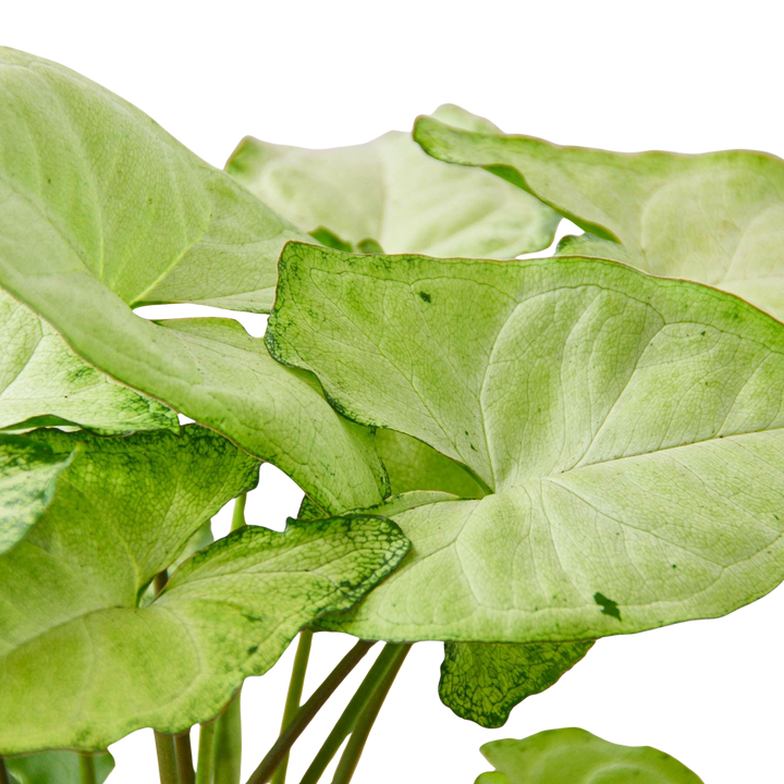 Syngonium &