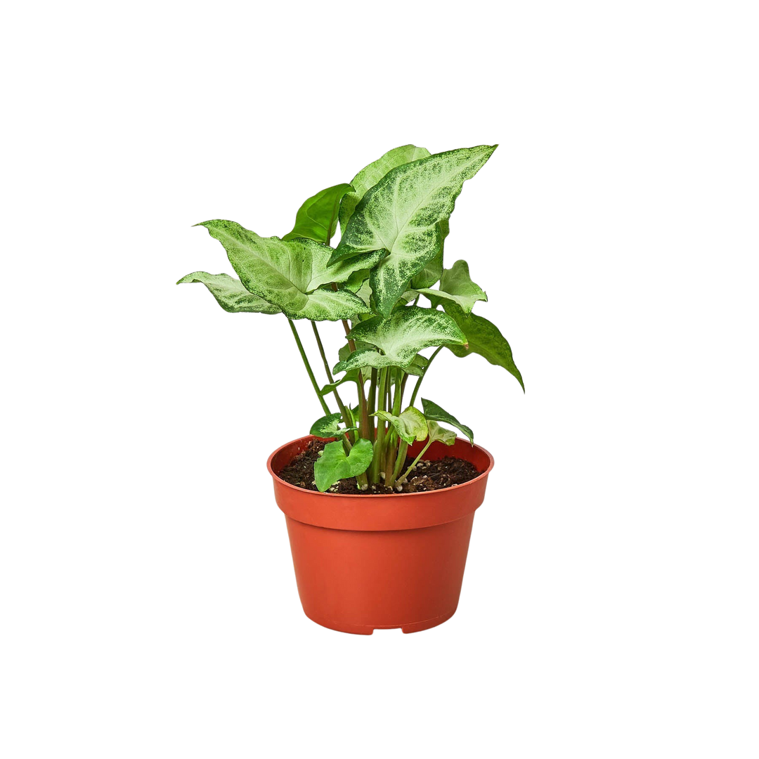 Syngonium &