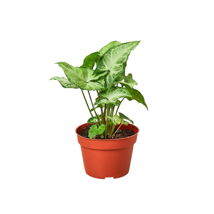 Syngonium &