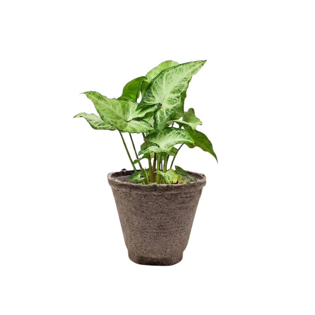 Syngonium &