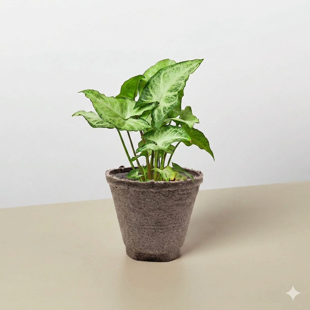 Syngonium &