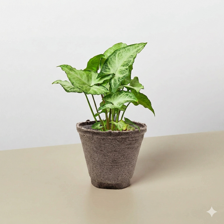 Syngonium &