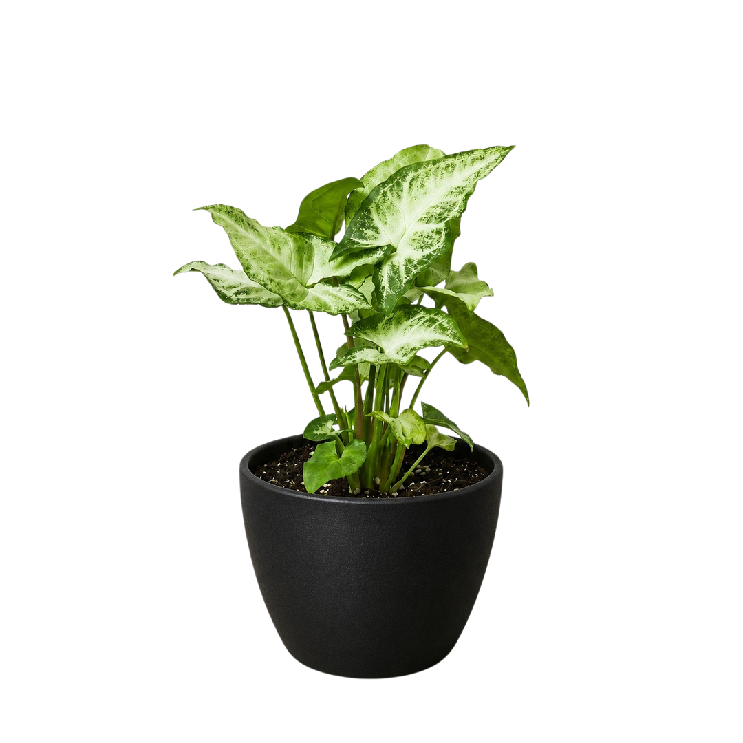 Syngonium &