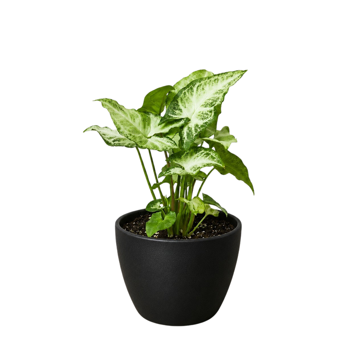 Syngonium &