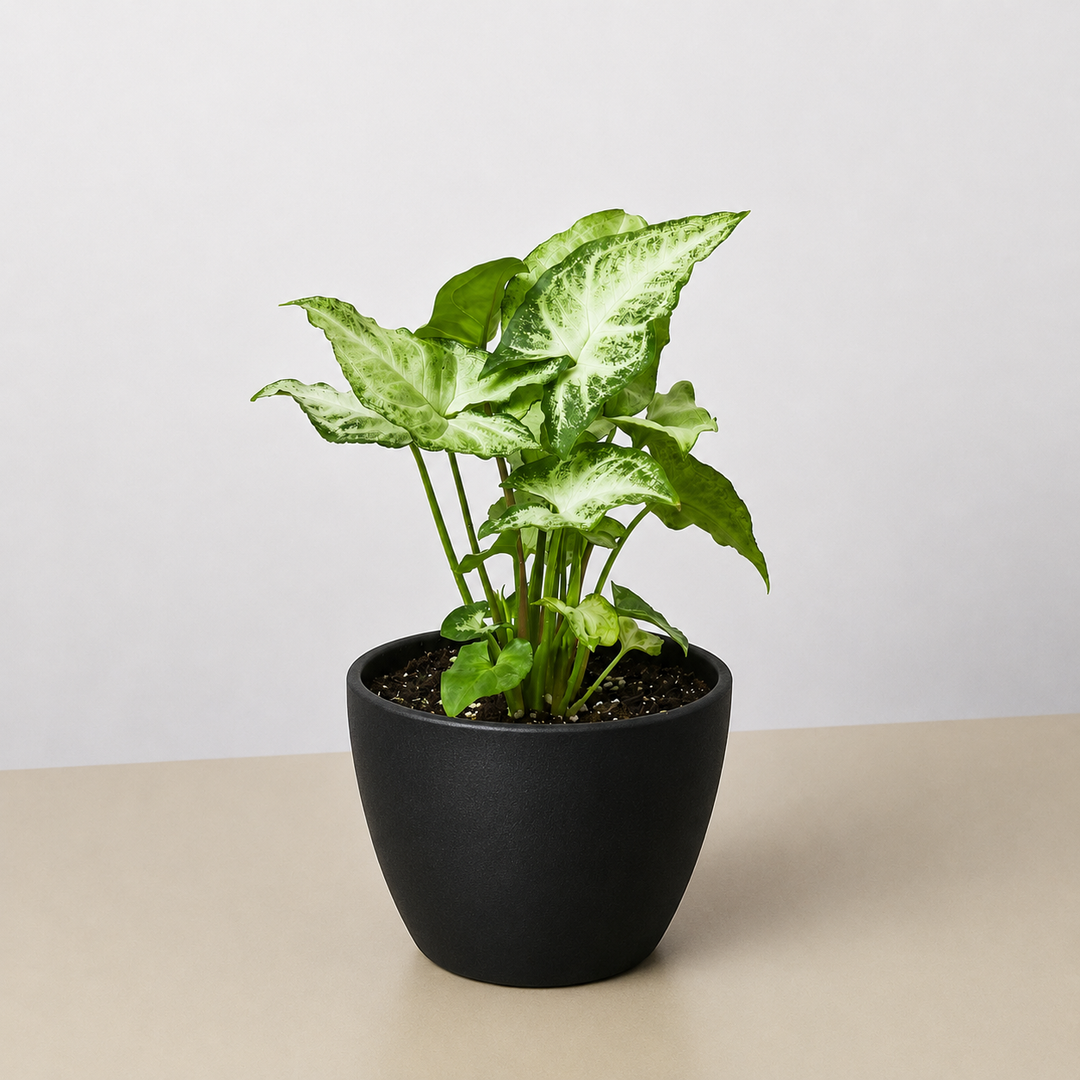 Syngonium &