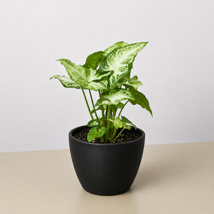 Syngonium &