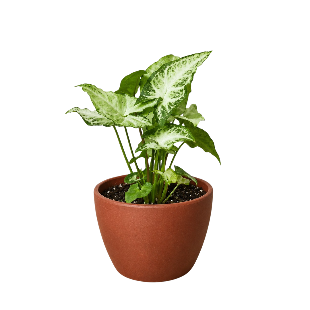 Syngonium &