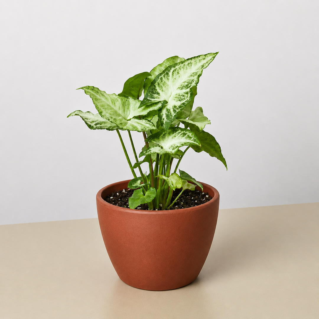 Syngonium &