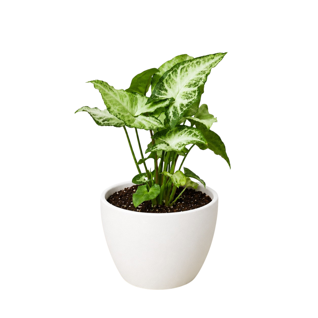 Syngonium &