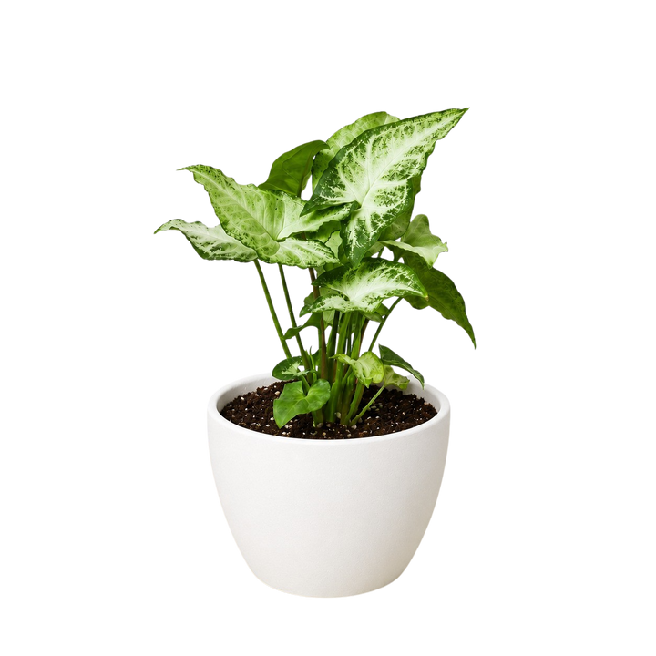 Syngonium &