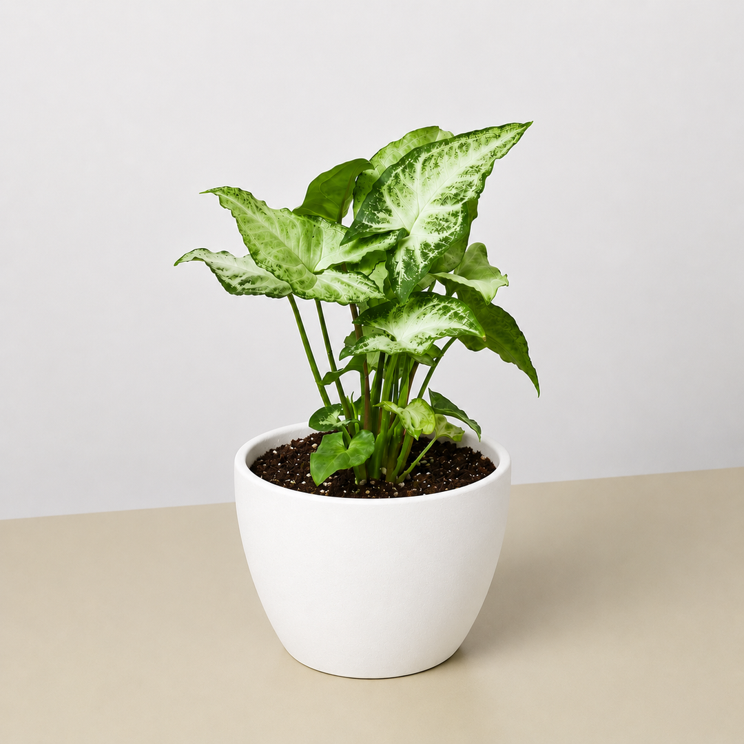 Syngonium &