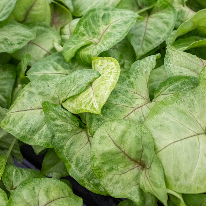 Syngonium &