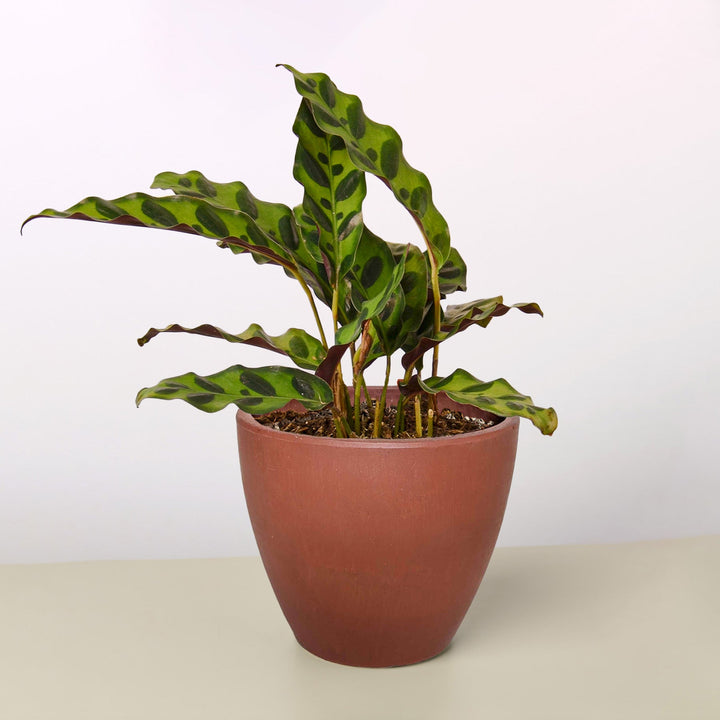 Calathea Lancifolia &