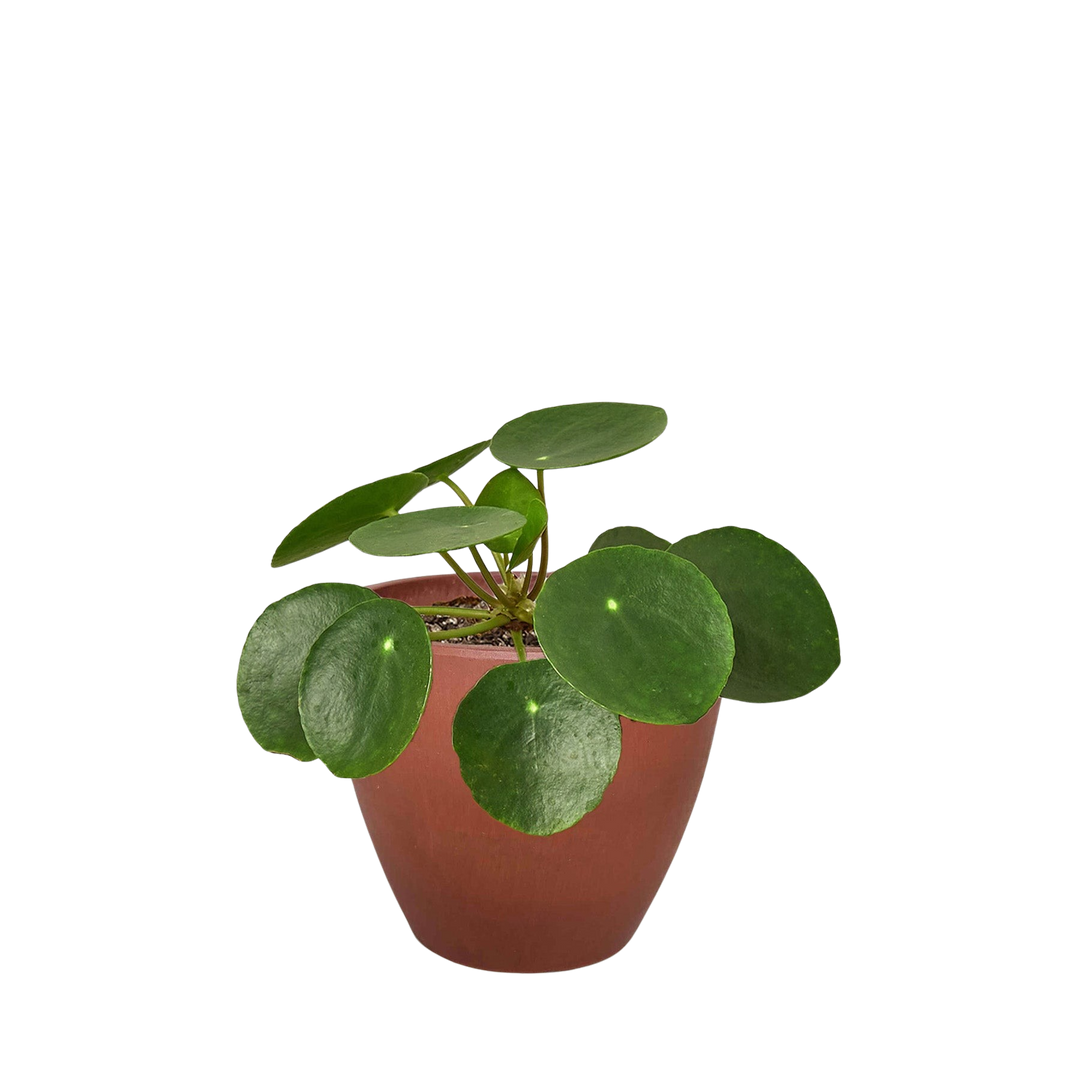 Pilea Peperomioides &