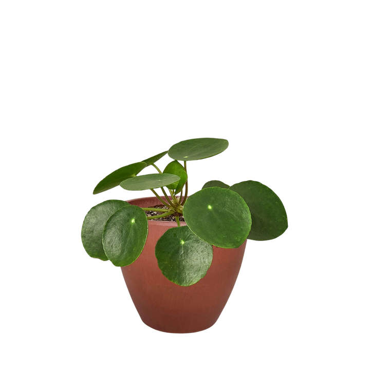 Pilea Peperomioides &