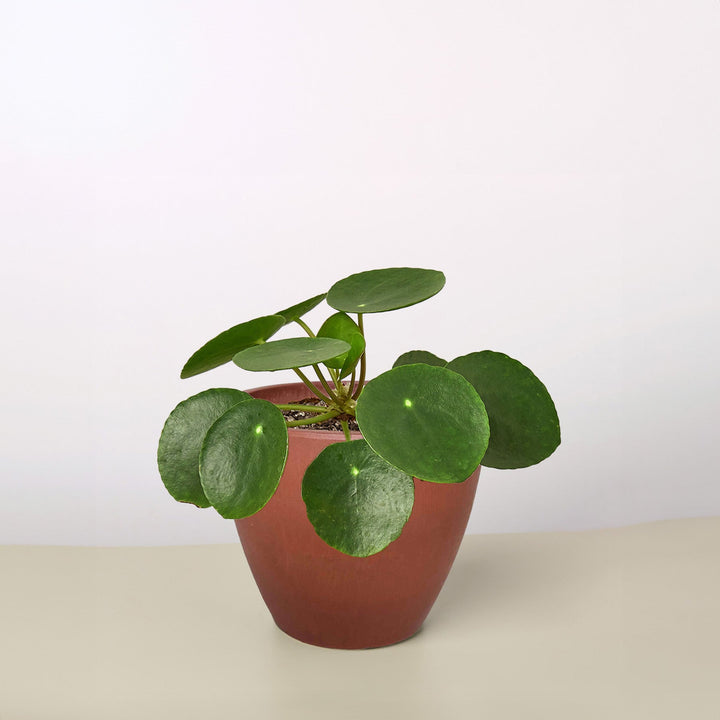 Pilea Peperomioides &