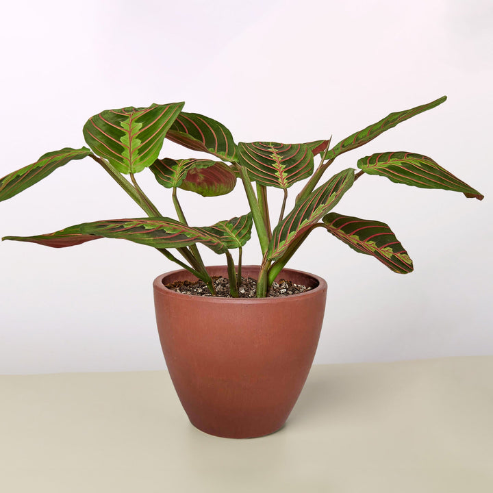 Maranta &