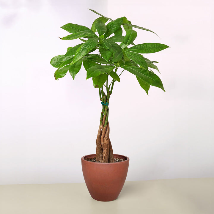 Money Tree &