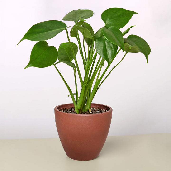 Monstera &