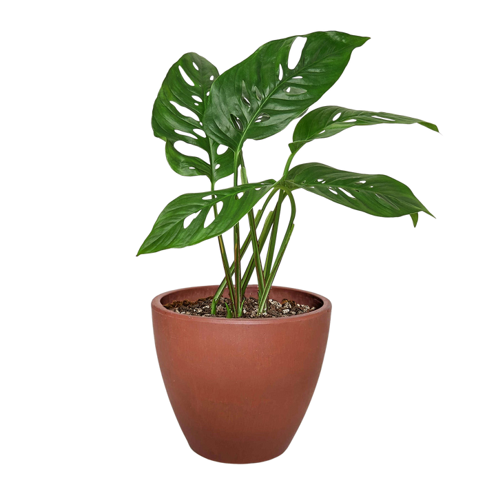 Monstera Adansonii &