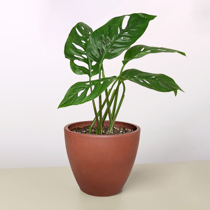 Monstera Adansonii &