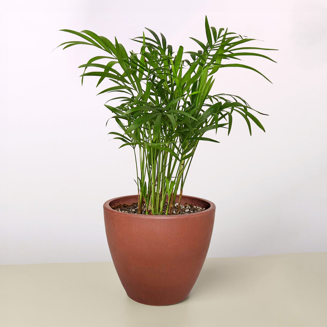 Parlor Palm