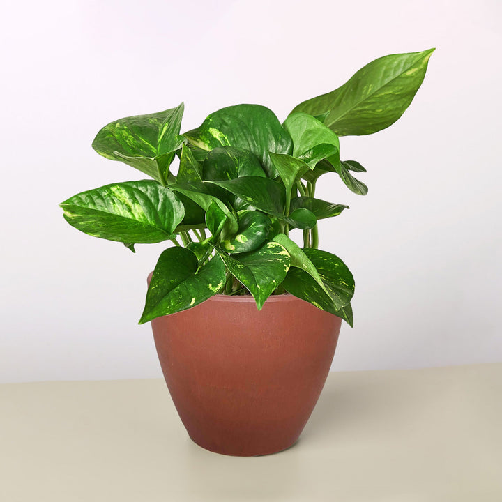 Pothos &