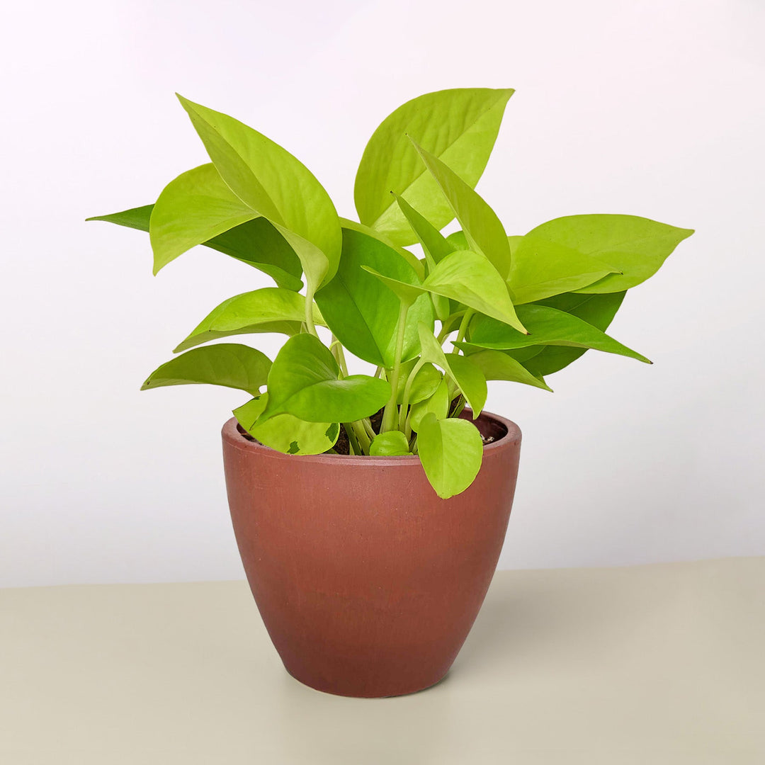 Pothos &