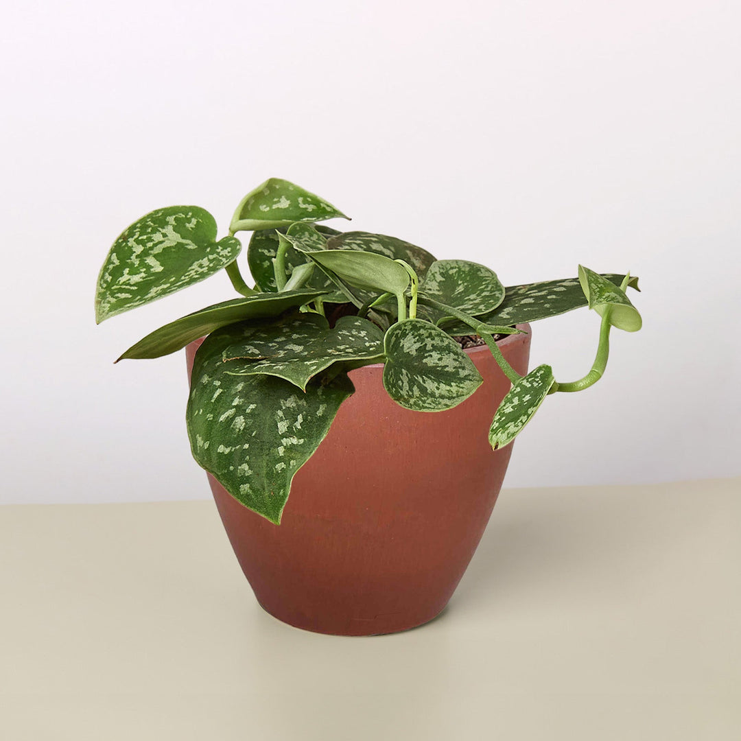 Pothos &