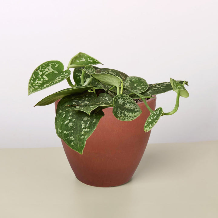 Pothos &