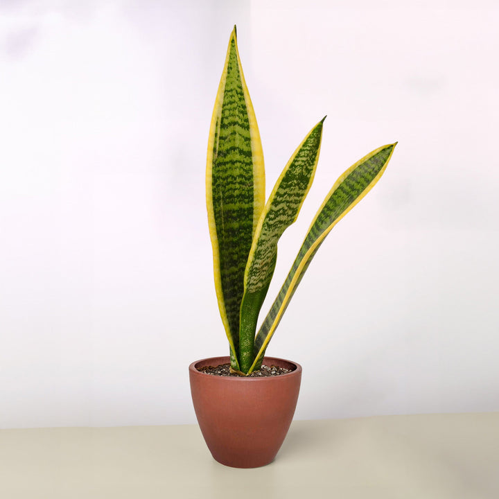 Snake Plant &