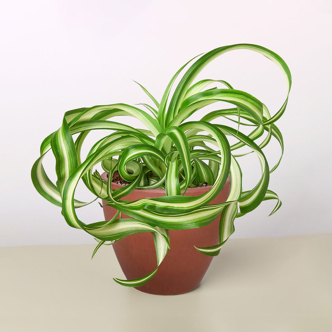 Spider Plant &