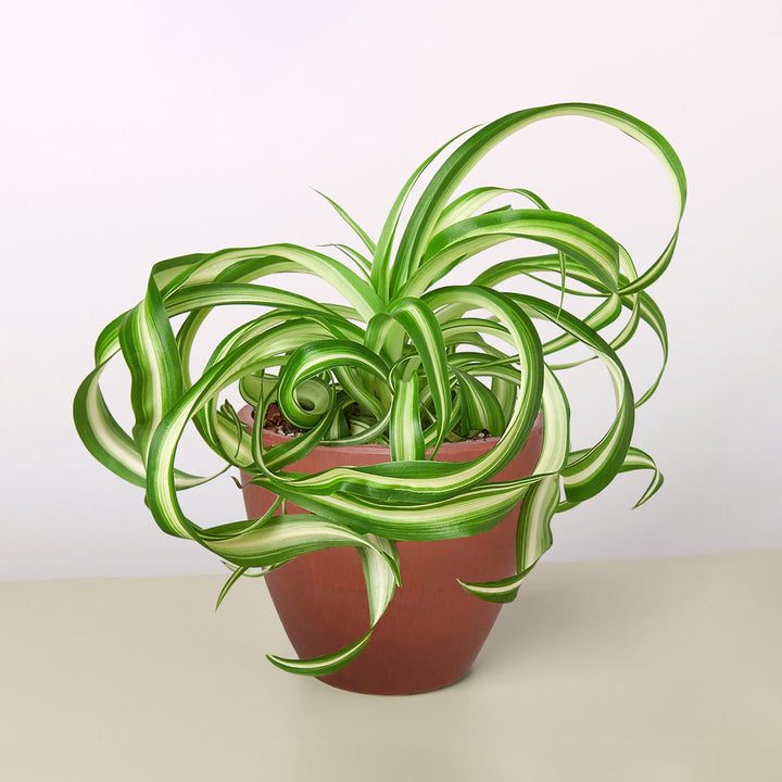 Spider Plant &