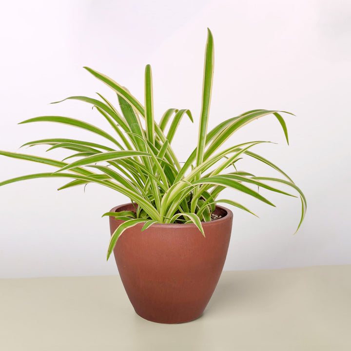 Spider Plant &