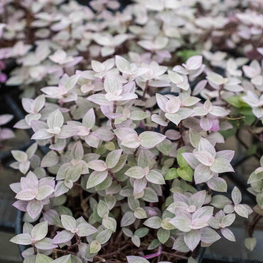 Tradescantia Callisia &