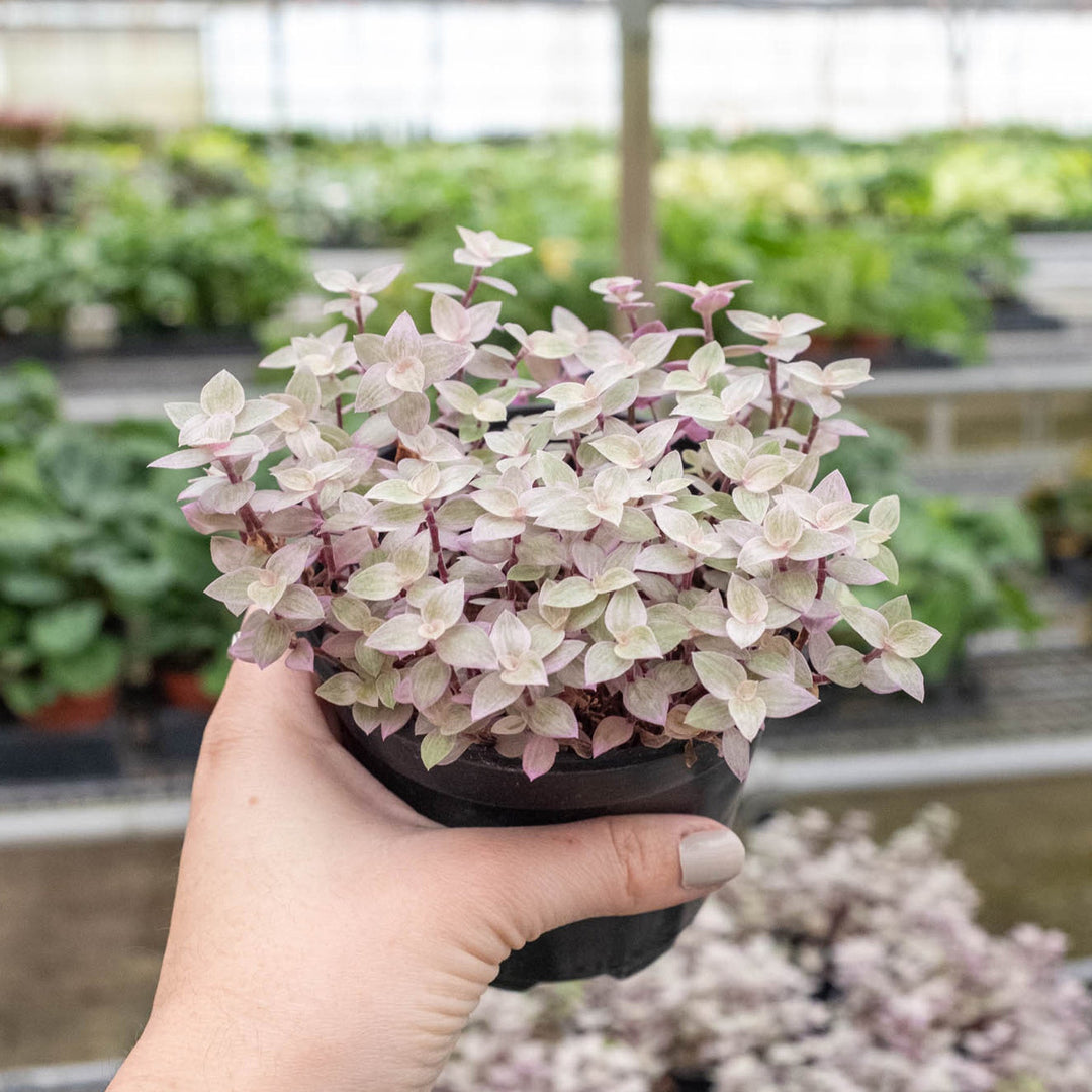 Tradescantia Callisia &
