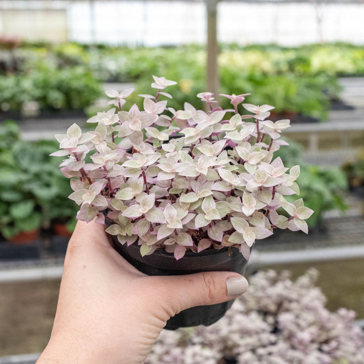 Tradescantia Callisia &