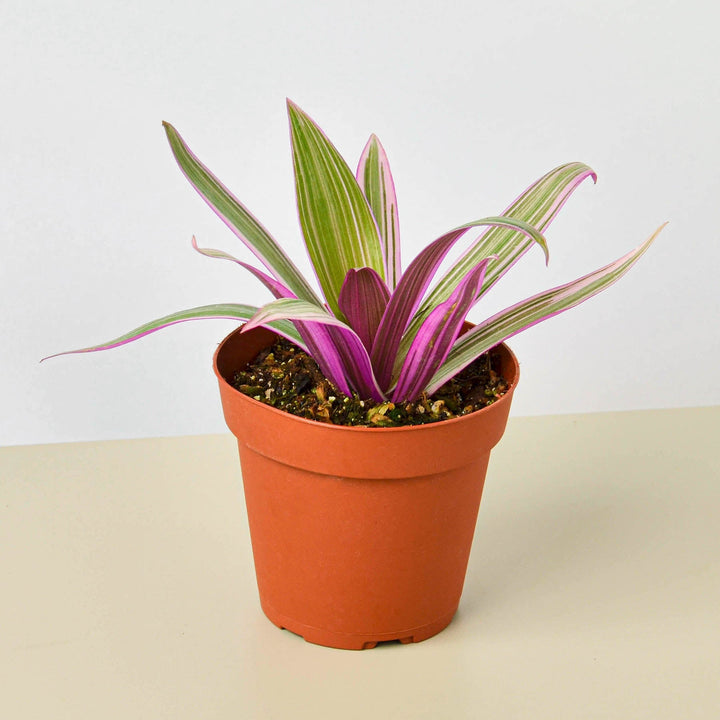 Tradescantia &