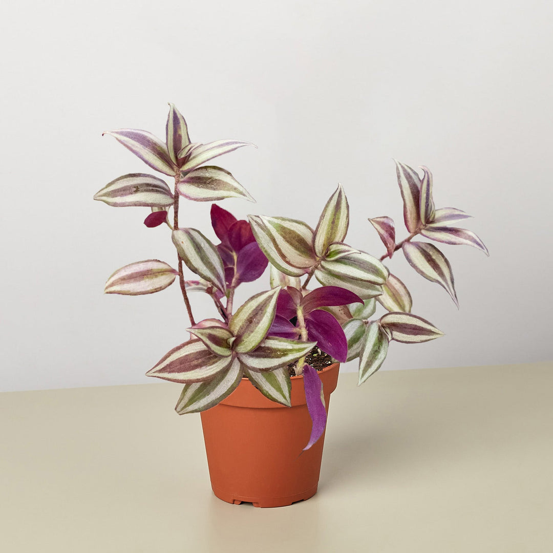 Tradescantia Zebrina &