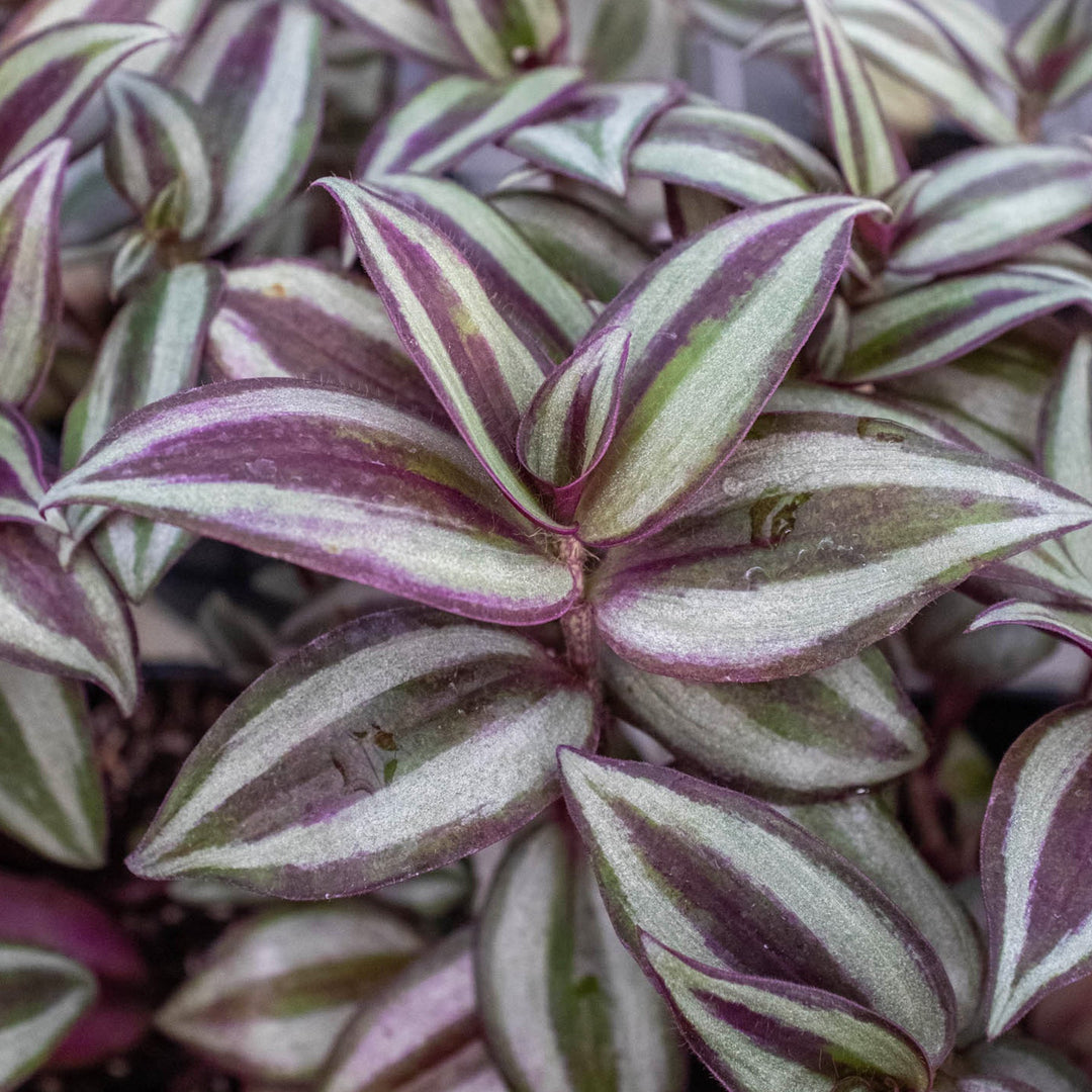 Tradescantia Zebrina &