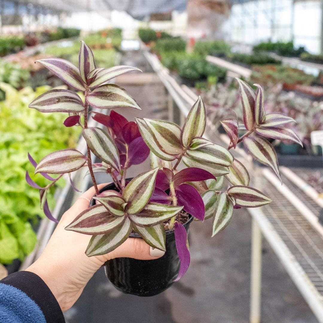Tradescantia Zebrina &