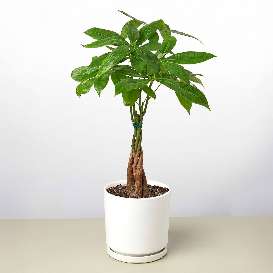 Money Tree &