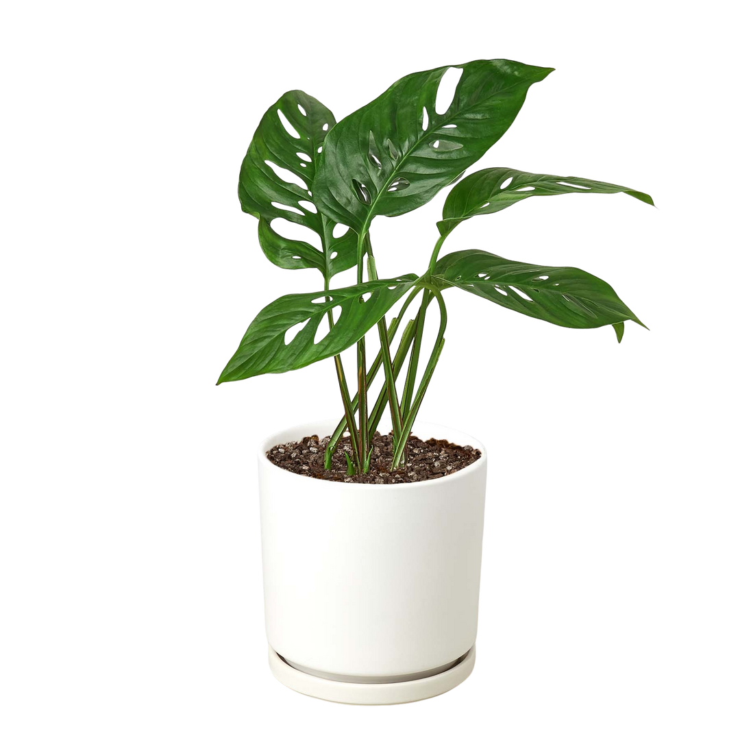 Monstera Adansonii &