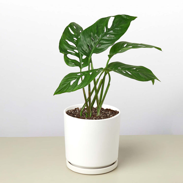 Monstera Adansonii &